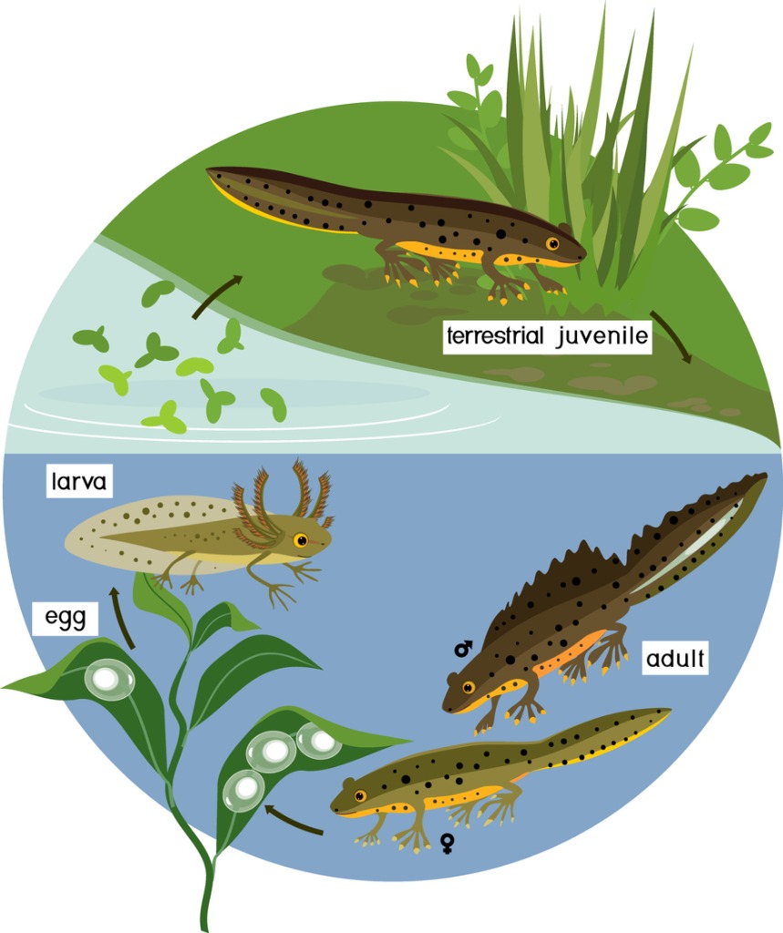 The Great Crested Newt: How a 6-inch Amphibian Defeats £30 Million of Heavy Plant